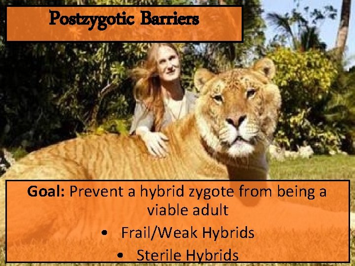 Postzygotic Barriers Goal: Prevent a hybrid zygote from being a viable adult • Frail/Weak