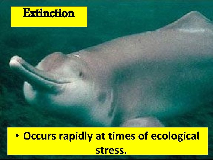 Extinction • Occurs rapidly at times of ecological stress. 