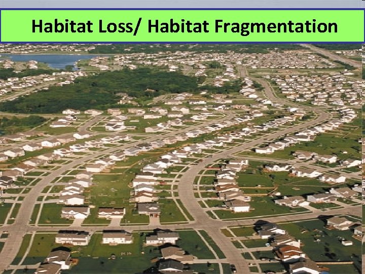 Habitat Loss/ Habitat Fragmentation 