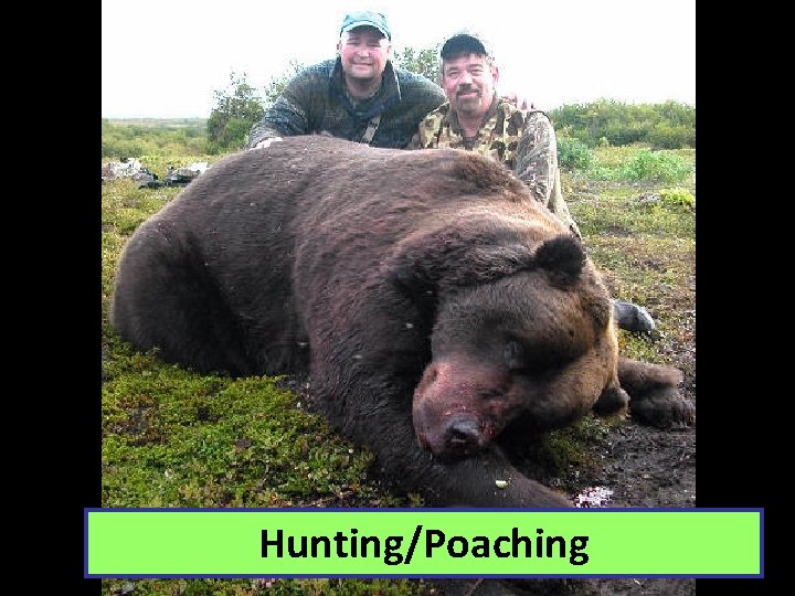 Hunting/Poaching 