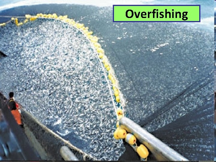 Overfishing 