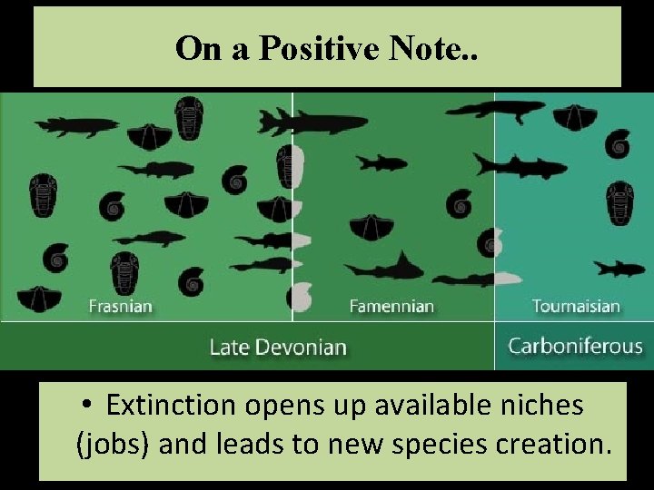 On a Positive Note. . • Extinction opens up available niches (jobs) and leads