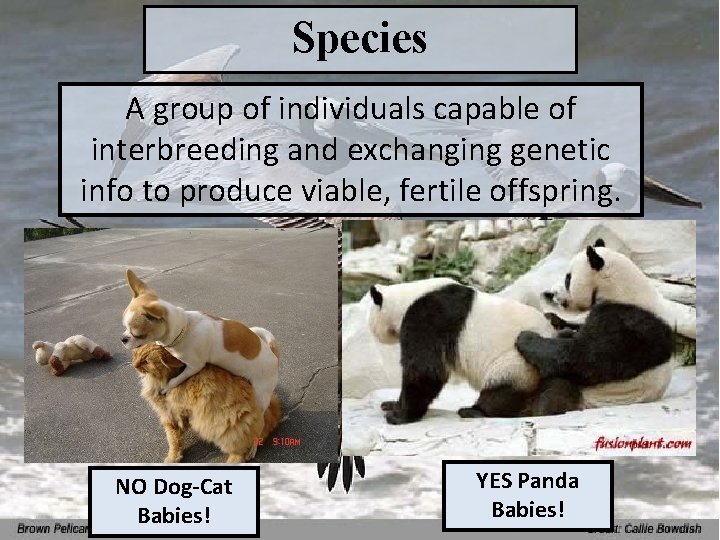 Species A group of individuals capable of interbreeding and exchanging genetic info to produce