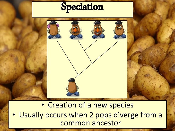 Speciation • Creation of a new species • Usually occurs when 2 pops diverge