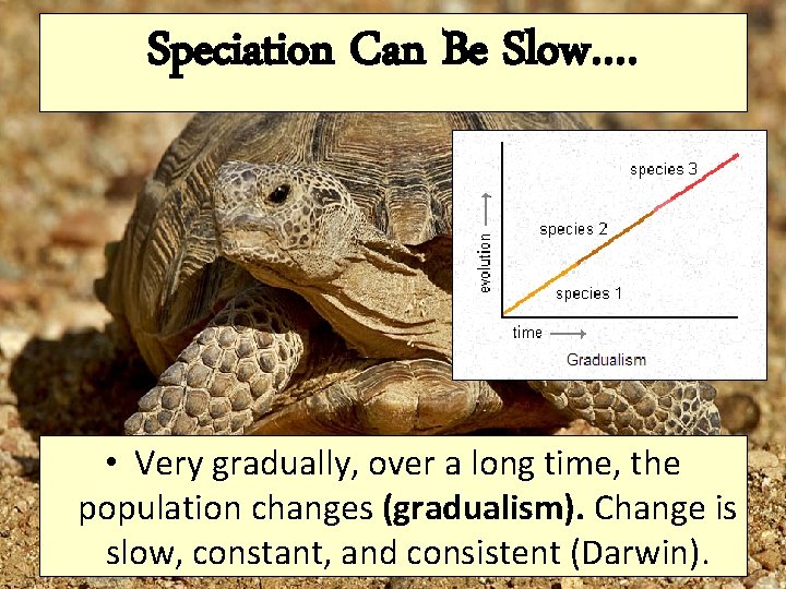 Speciation Can Be Slow…. • Very gradually, over a long time, the population changes