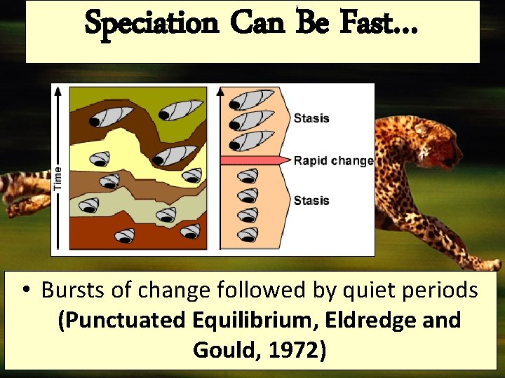 Speciation Can Be Fast… • Bursts of change followed by quiet periods (Punctuated Equilibrium,
