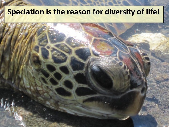 Speciation is the reason for diversity of life! 