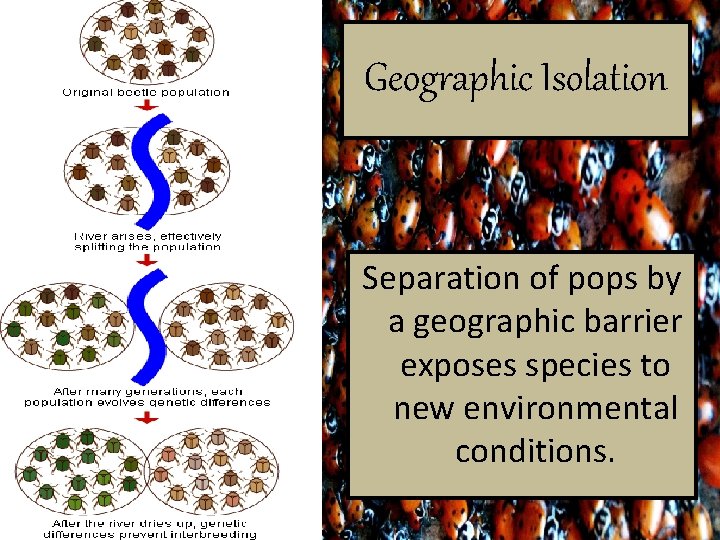 Geographic Isolation Separation of pops by a geographic barrier exposes species to new environmental