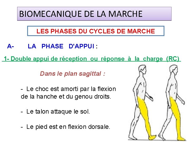 BIOMECANIQUE DE LA MARCHE LES PHASES DU CYCLES DE MARCHE A- LA PHASE D'APPUI