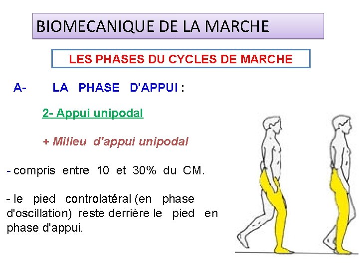 BIOMECANIQUE DE LA MARCHE LES PHASES DU CYCLES DE MARCHE A- LA PHASE D'APPUI