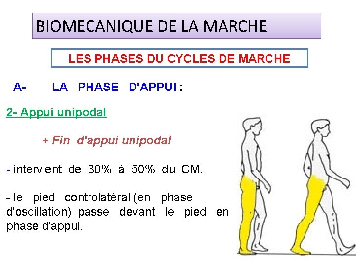 BIOMECANIQUE DE LA MARCHE LES PHASES DU CYCLES DE MARCHE A- LA PHASE D'APPUI