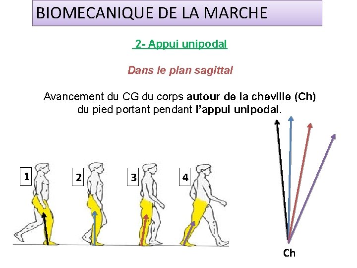 BIOMECANIQUE DE LA MARCHE 2 - Appui unipodal Dans le plan sagittal Avancement du