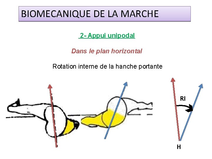 BIOMECANIQUE DE LA MARCHE 2 - Appui unipodal Dans le plan horizontal Rotation interne