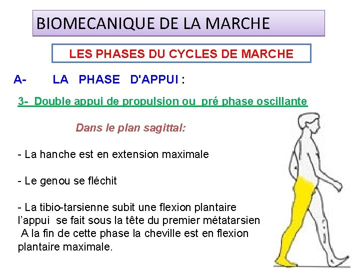 BIOMECANIQUE DE LA MARCHE LES PHASES DU CYCLES DE MARCHE A- LA PHASE D'APPUI