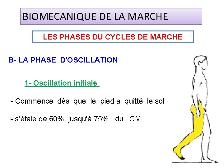 BIOMECANIQUE DE LA MARCHE LES PHASES DU CYCLES DE MARCHE B- LA PHASE D'OSCILLATION