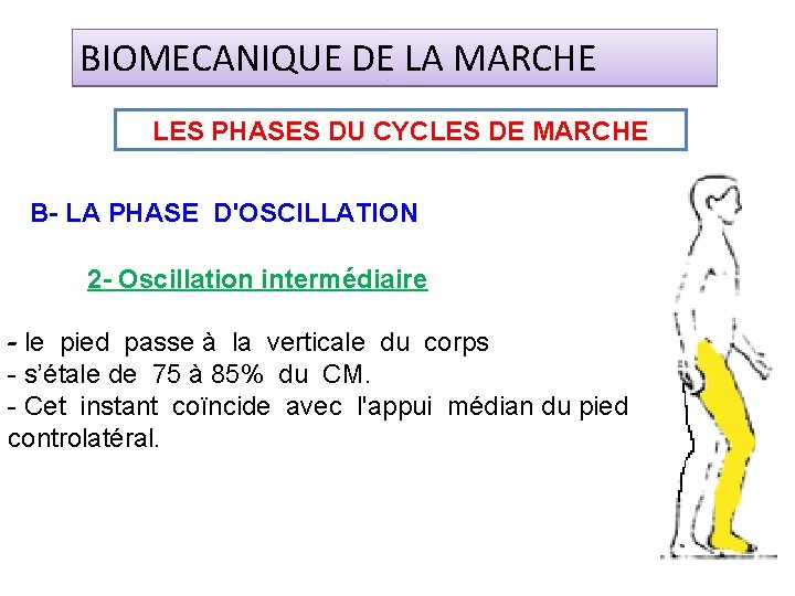 BIOMECANIQUE DE LA MARCHE LES PHASES DU CYCLES DE MARCHE B- LA PHASE D'OSCILLATION