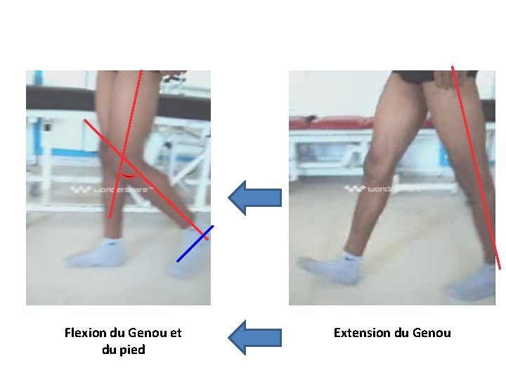 Flexion du Genou et du pied Extension du Genou 