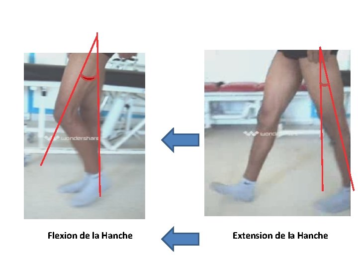 Flexion de la Hanche Extension de la Hanche 