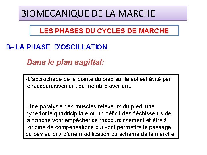 BIOMECANIQUE DE LA MARCHE LES PHASES DU CYCLES DE MARCHE B- LA PHASE D'OSCILLATION