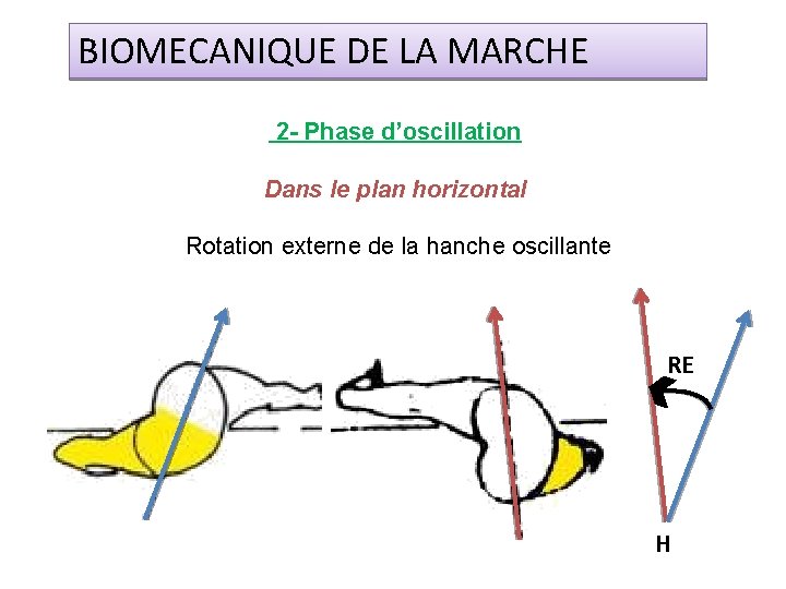 BIOMECANIQUE DE LA MARCHE 2 - Phase d’oscillation Dans le plan horizontal Rotation externe