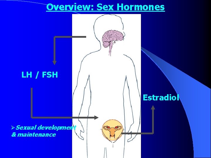 Overview: Sex Hormones LH / FSH Estradiol ØSexual development & maintenance 