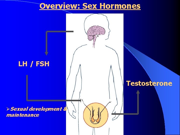 Overview: Sex Hormones LH / FSH Testosterone ØSexual development & maintenance 