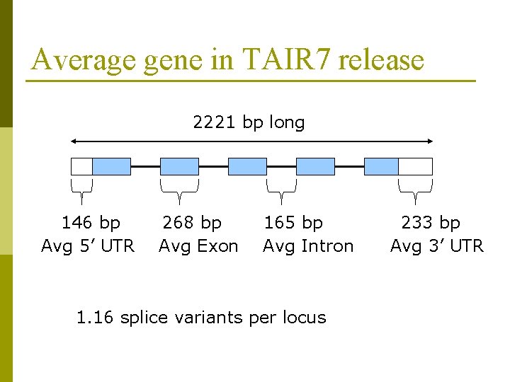 Average gene in TAIR 7 release 2221 bp long 146 bp Avg 5’ UTR