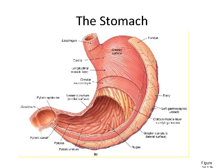 The Stomach Figure 