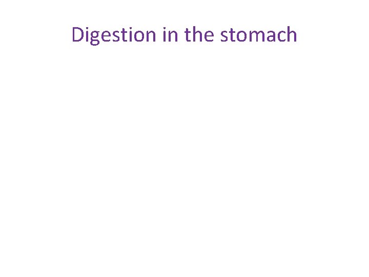 Digestion in the stomach 