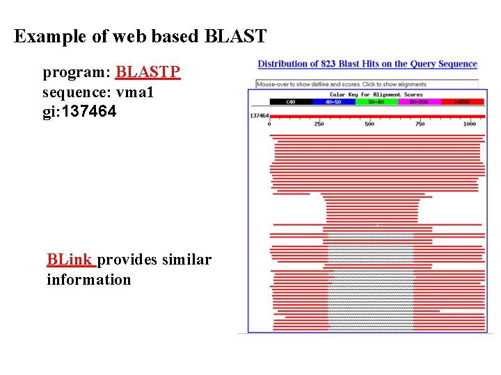 Example of web based BLAST program: BLASTP sequence: vma 1 gi: 137464 BLink provides