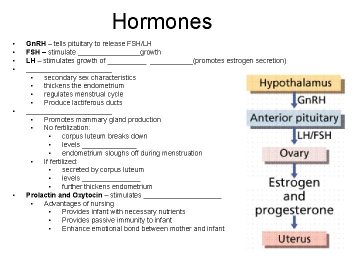 Hormones • • • Gn. RH – tells pituitary to release FSH/LH FSH –