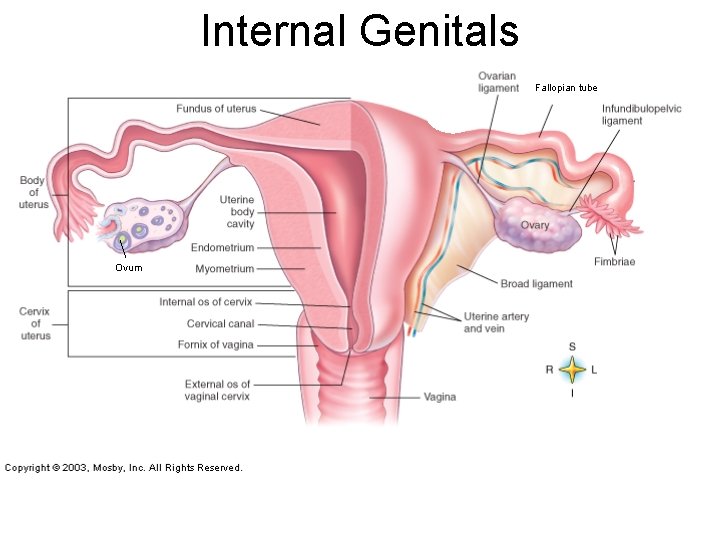 Internal Genitals Fallopian tube Ovum 