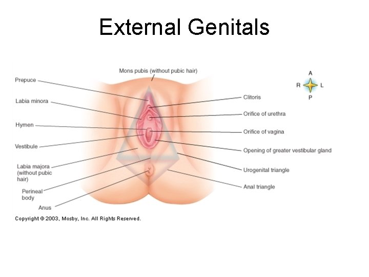 External Genitals 