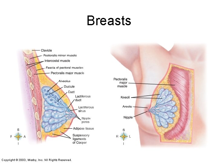 Breasts 