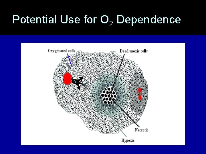 Potential Use for O 2 Dependence 