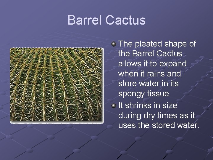 Barrel Cactus The pleated shape of the Barrel Cactus allows it to expand when