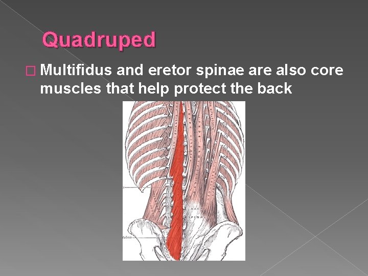 Quadruped � Multifidus and eretor spinae are also core muscles that help protect the