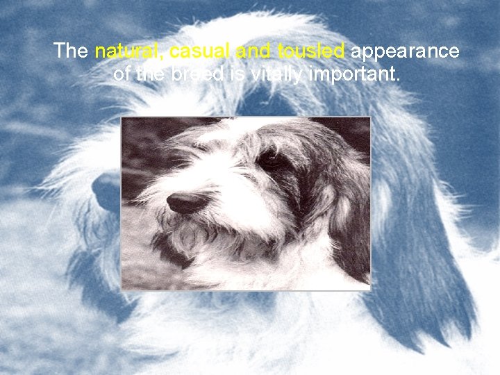 The natural, casual and tousled appearance of the breed is vitally important. 