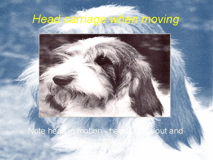 Head carriage when moving Note head in motion -. head up but out and