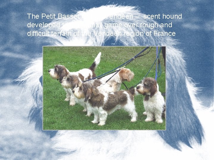 The Petit Basset Griffon Vendéen – scent hound developed to hunt small game over