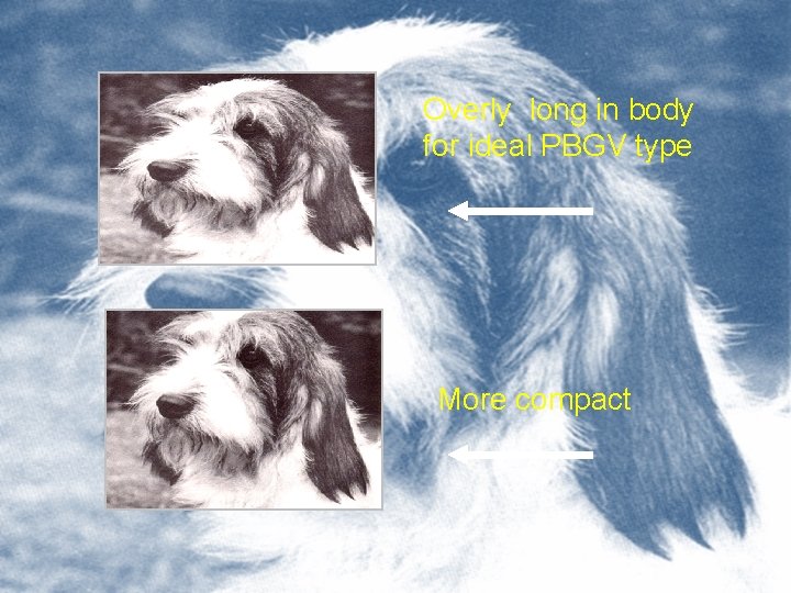 Overly long in body for ideal PBGV type More compact 