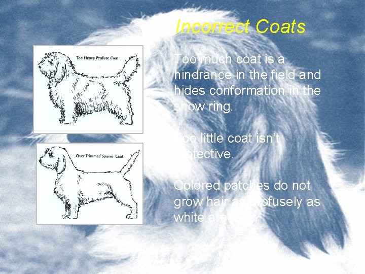 Incorrect Coats Too much coat is a hindrance in the field and hides conformation