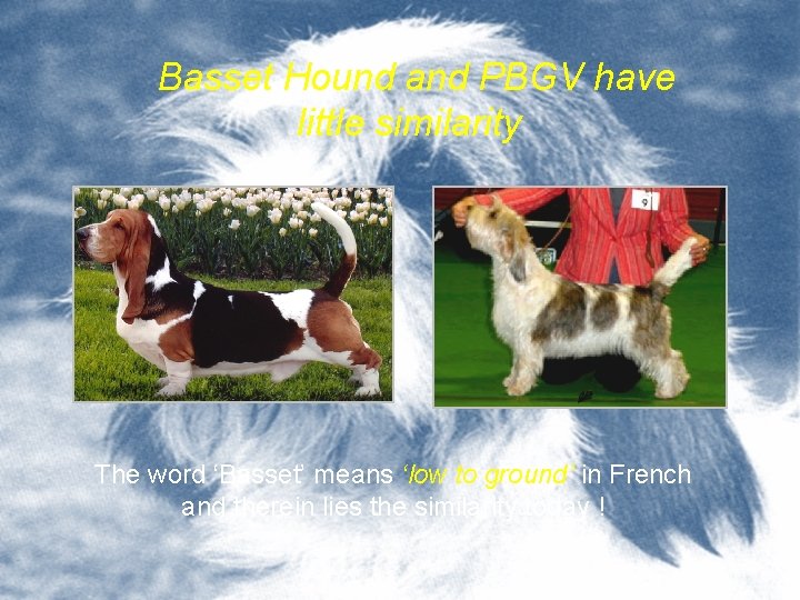 Basset Hound and PBGV have little similarity The word ‘Basset’ means ‘low to ground’