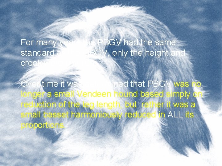 For many years the PBGV had the same standard as the GBGV, only the