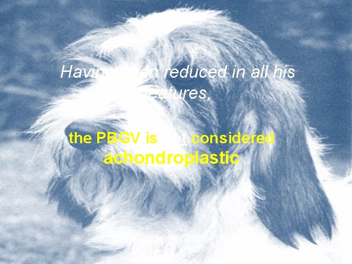 Having been reduced in all his features, the PBGV is not considered achondroplastic 