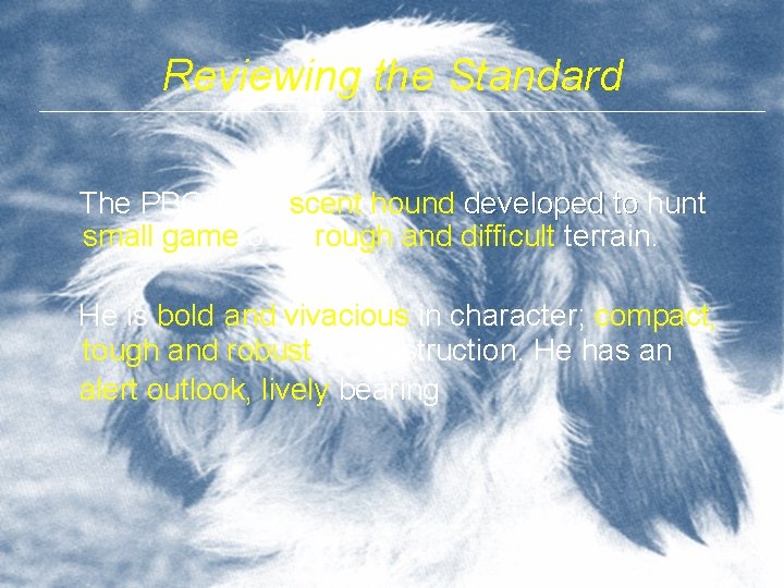 Reviewing the Standard The PBGV is a scent hound developed to hunt small game