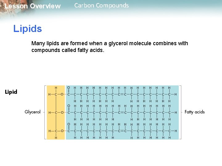 Lesson Overview Carbon Compounds Lipids Many lipids are formed when a glycerol molecule combines