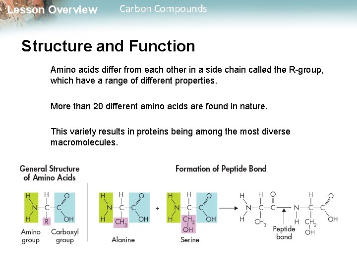 Lesson Overview Carbon Compounds Structure and Function Amino acids differ from each other in