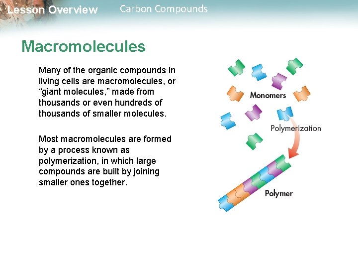 Lesson Overview Carbon Compounds Macromolecules Many of the organic compounds in living cells are