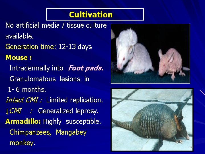 Cultivation No artificial media / tissue culture available. Generation time: 12 -13 days Mouse